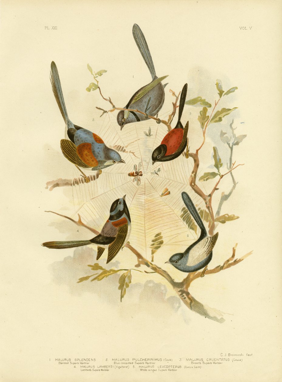 Splendid Fairywren, 1891 av Gracius Broinowski