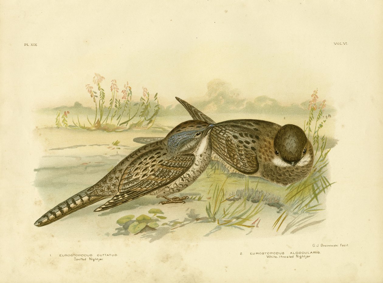 Spotted Nightjar, 1891 av Gracius Broinowski