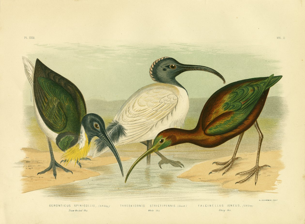 Halmhalsede Ibis, 1891 av Gracius Broinowski
