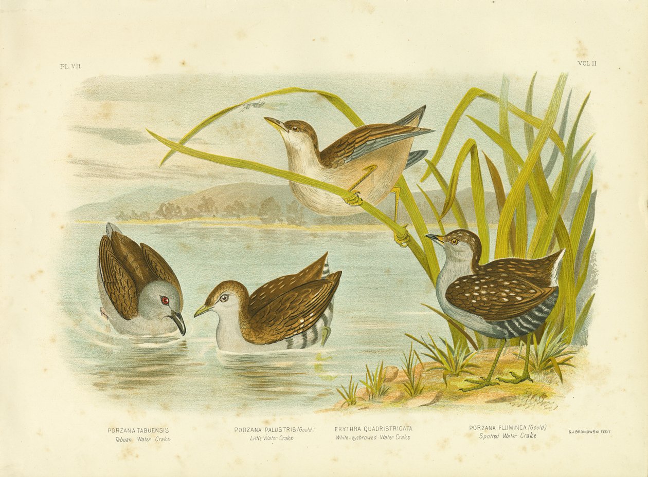 Tabuan Water Crake eller Sooty Crake, 1891 av Gracius Broinowski