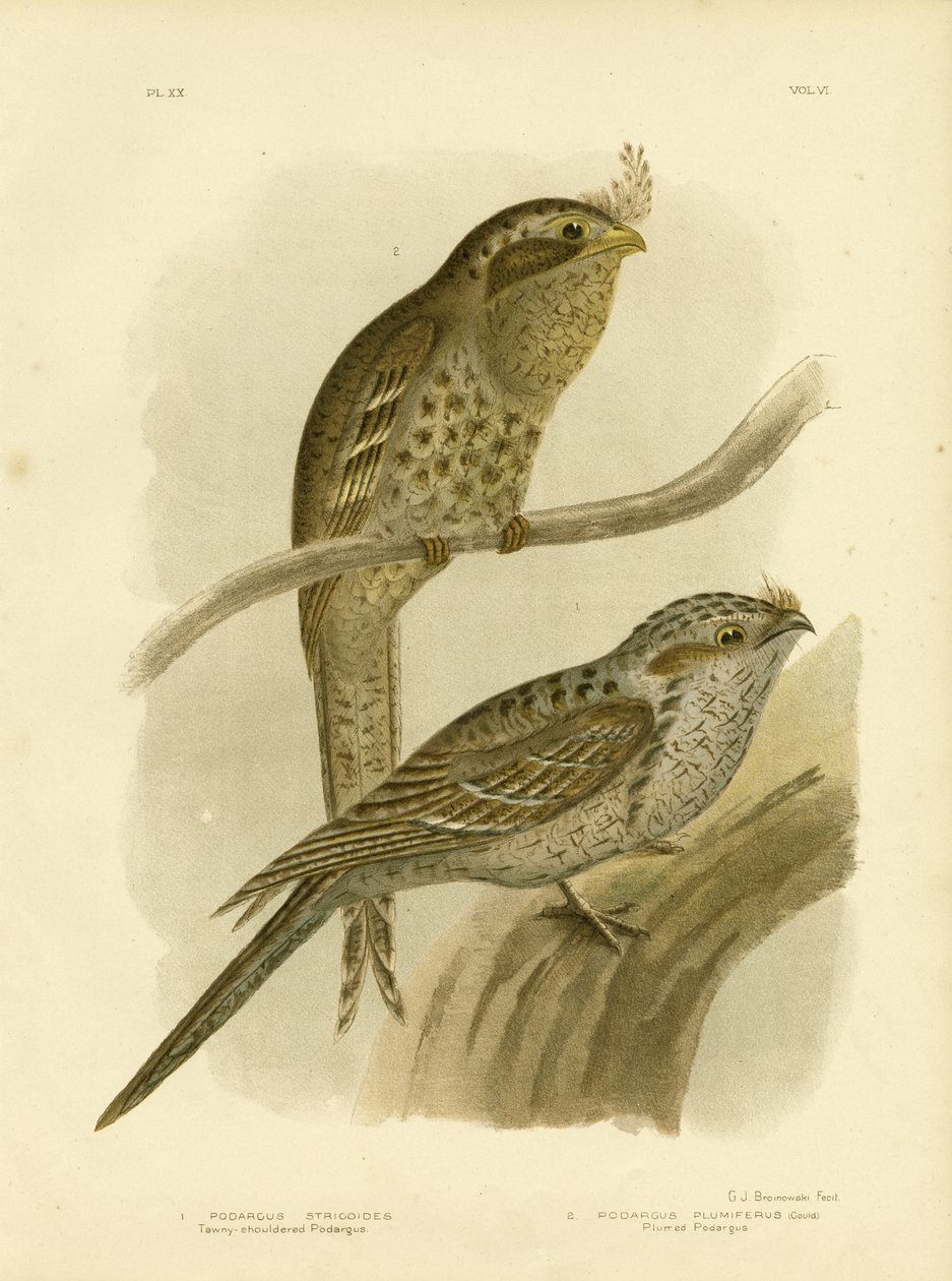 Tawny-Shoulded Podargus eller Tawny Frogmouth, 1891 av Gracius Broinowski