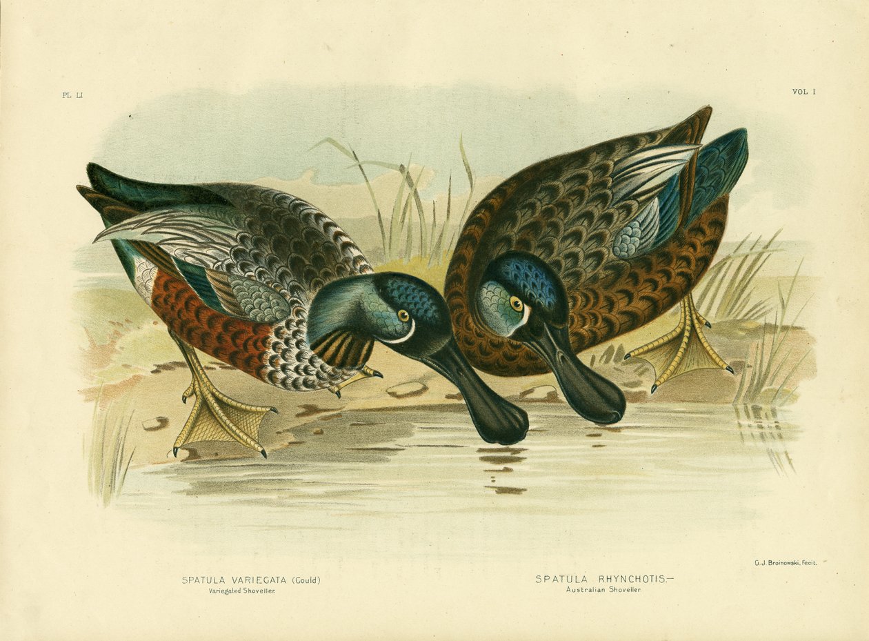 Spraglete skovler, 1891 av Gracius Broinowski