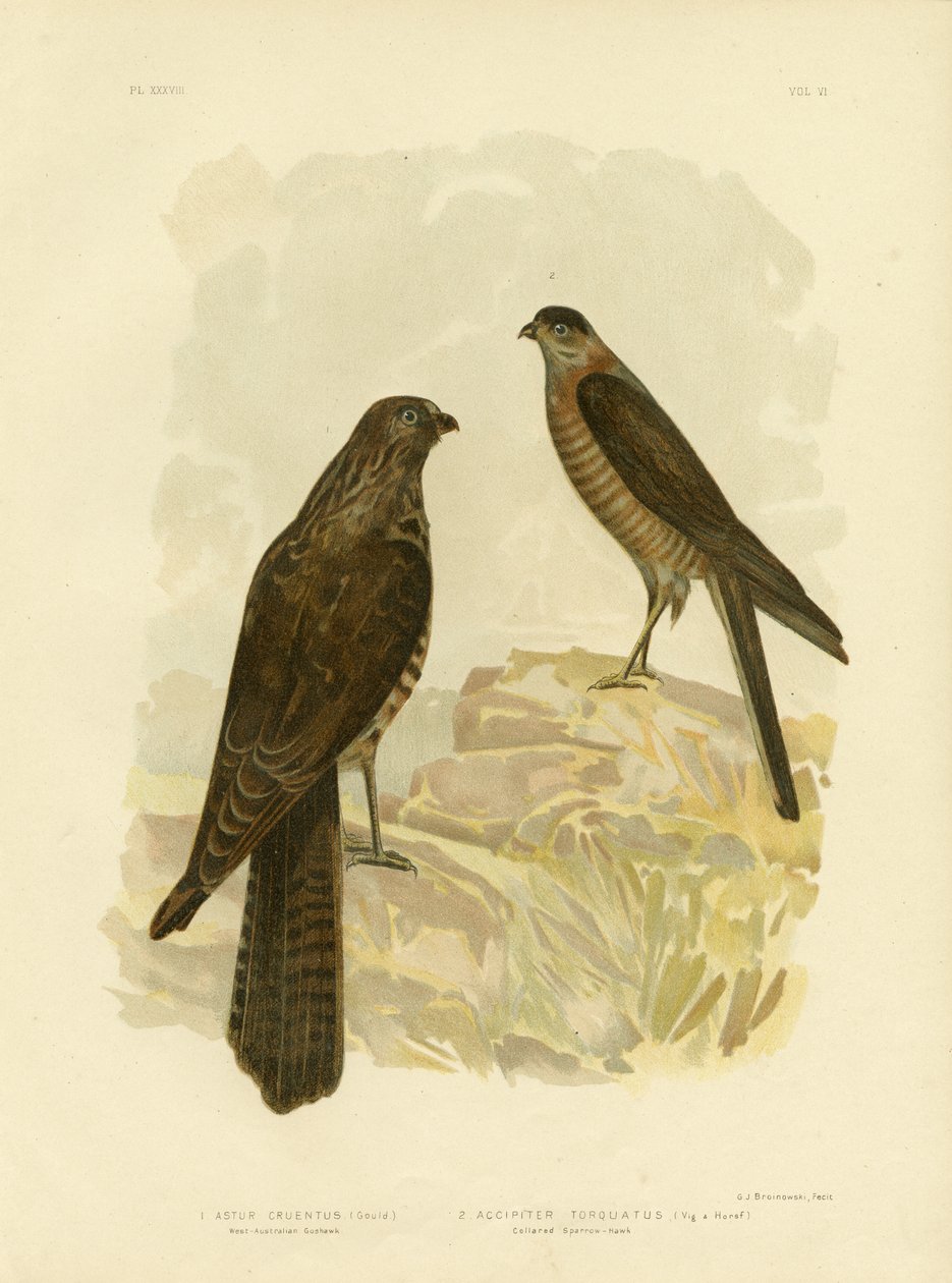 Vest-australsk hønsehauk, 1891 av Gracius Broinowski