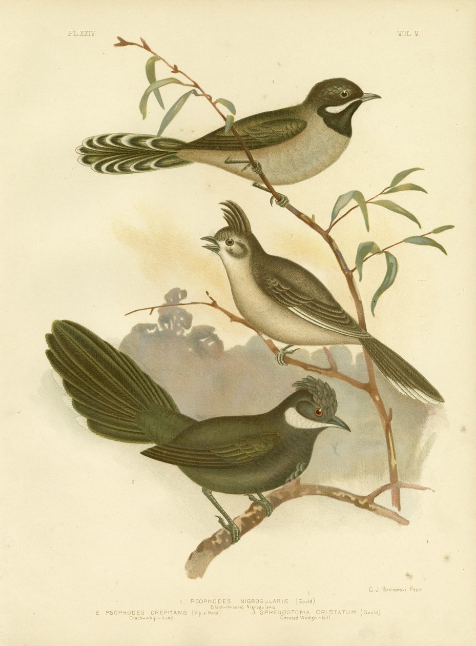 Western Whipbird, 1891 av Gracius Broinowski