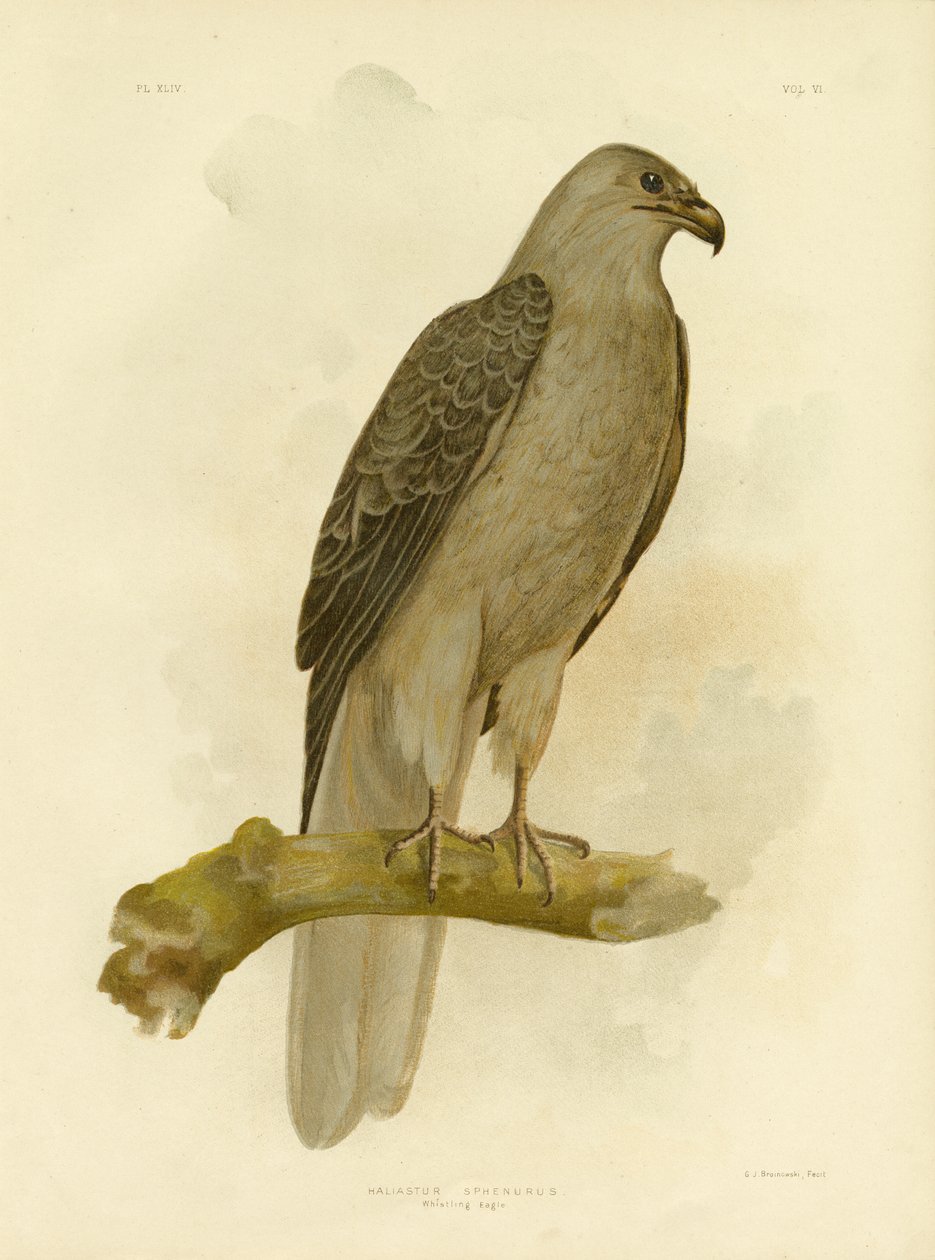 Whistling Eagle eller Whistling Kite, 1891 av Gracius Broinowski