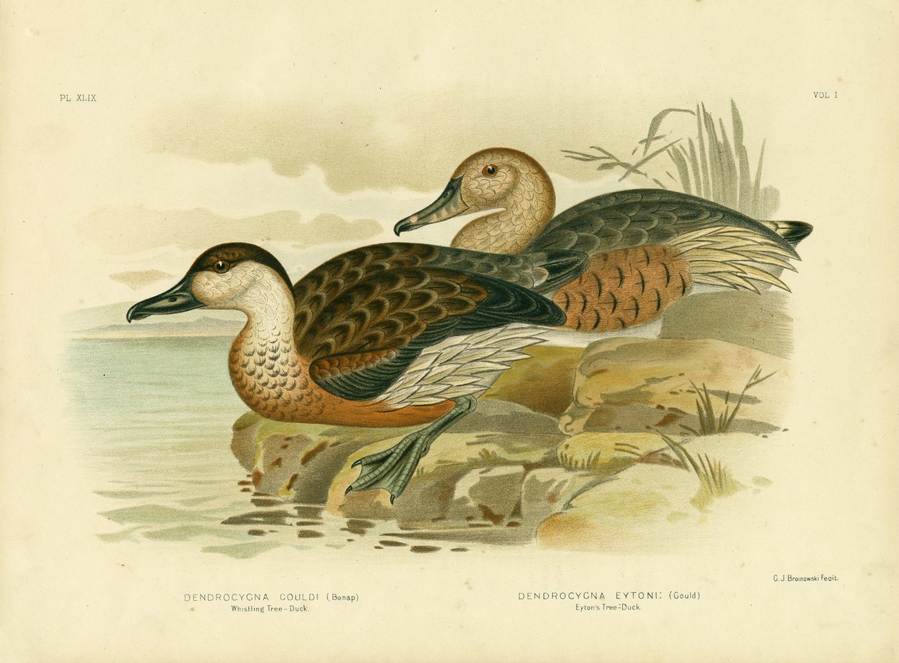 Whistling Tree Duck eller Vandrende Whistling-Duck, 1891 av Gracius Broinowski