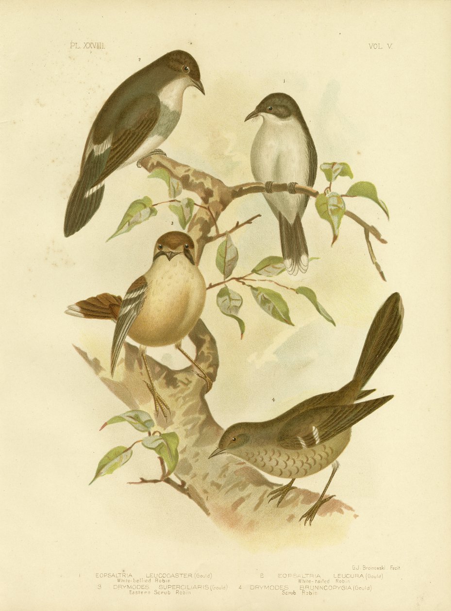 Robin med hvit mage, 1891 av Gracius Broinowski