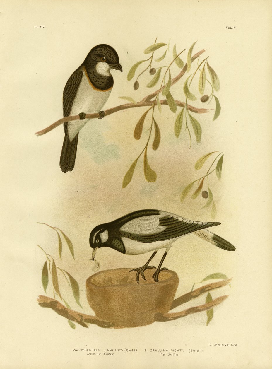 White-breasted Whistler, 1891 av Gracius Broinowski
