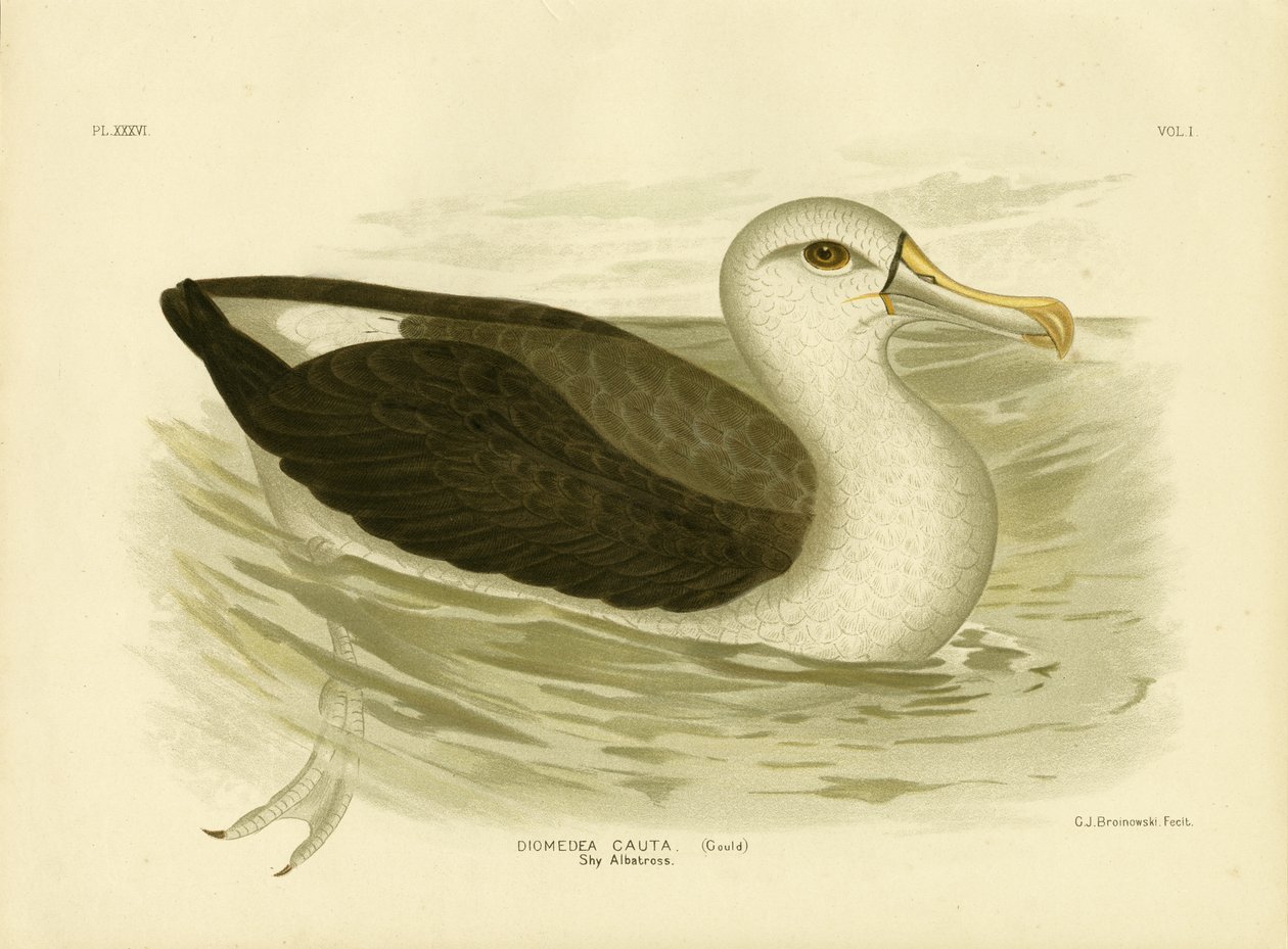 White-Capped Albatross, 1891 av Gracius Broinowski