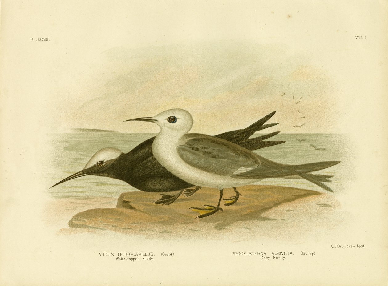 White-Capped Noddy, 1891 av Gracius Broinowski
