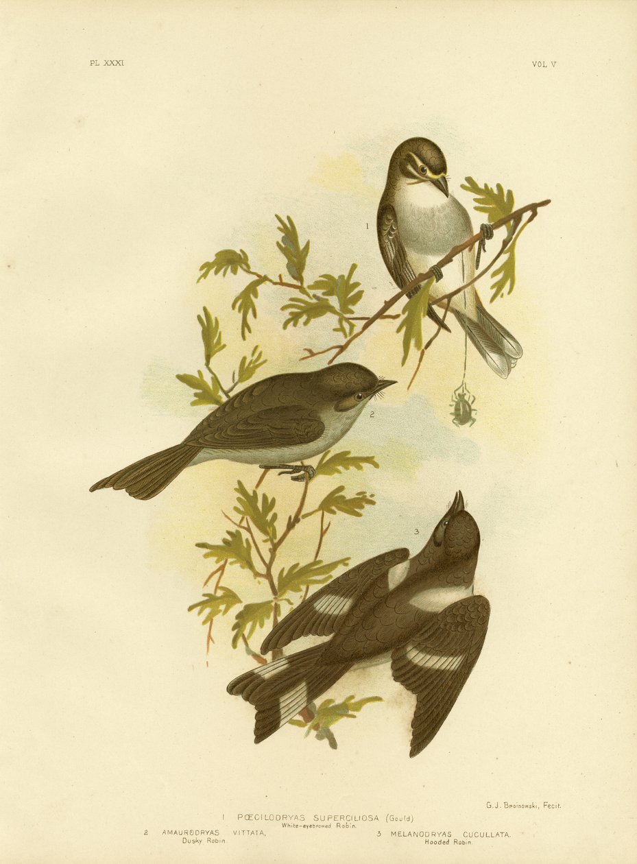 Robin med hvit øyenbryn, 1891 av Gracius Broinowski