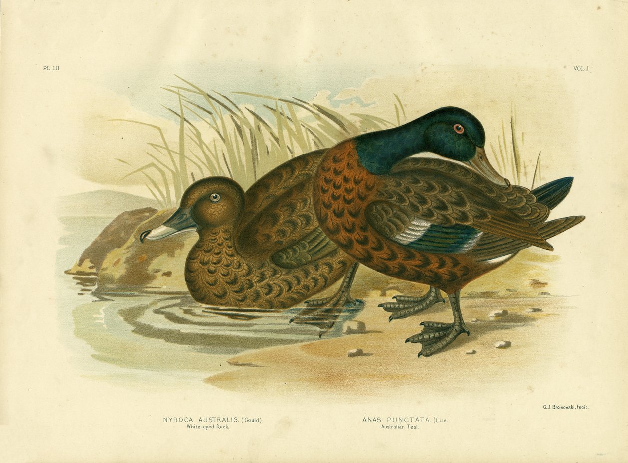 Hvitøyd and, 1891 av Gracius Broinowski