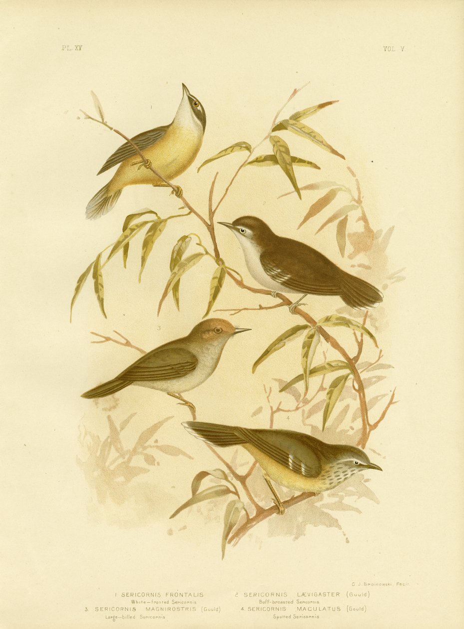 White-Fronted Scrubwren eller White-Browed Scrubwren, 1891 av Gracius Broinowski
