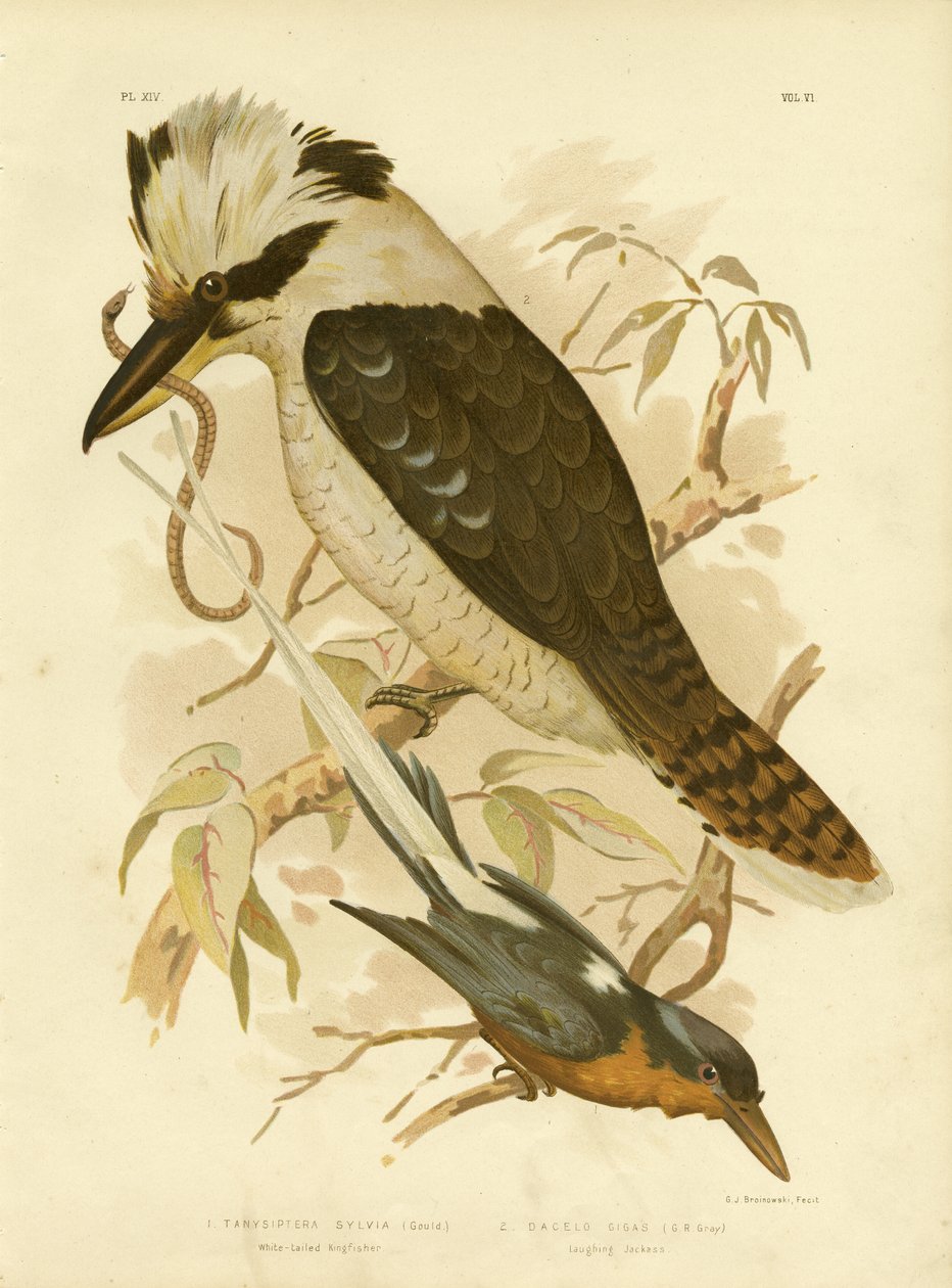 White-tailed Kingfisher, 1891 av Gracius Broinowski