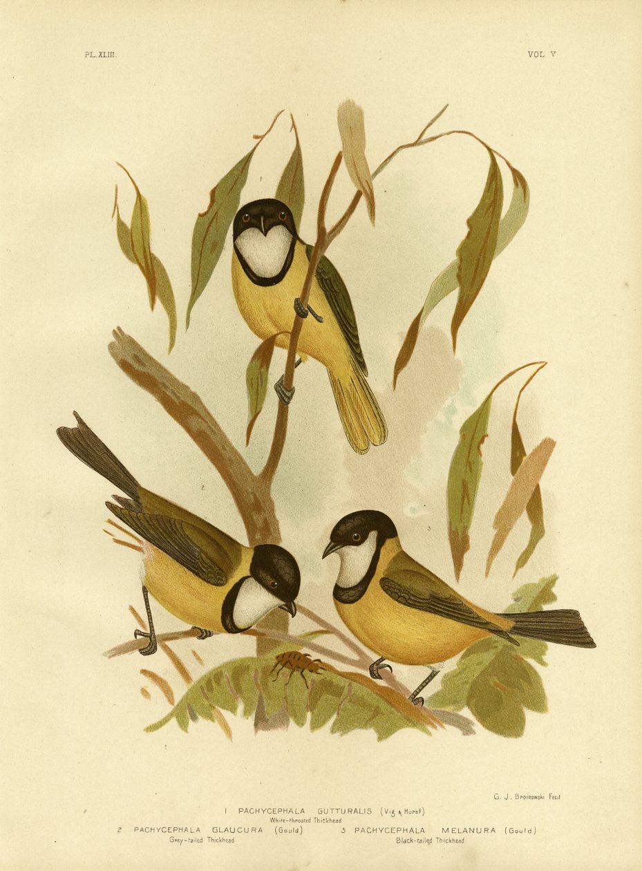 White-throated Whistler eller Golden Whistler, 1891 av Gracius Broinowski