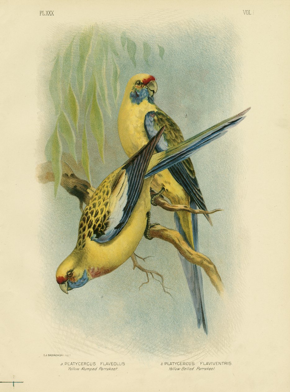 Gulrumpet parakitt eller gul Rosella, 1891 av Gracius Broinowski