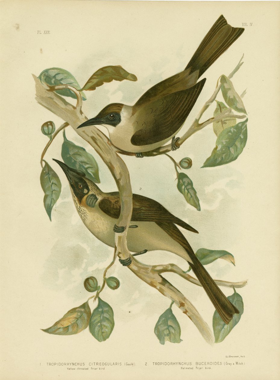 Gulstrupet munkefugl eller lille munkefugl, 1891 av Gracius Broinowski