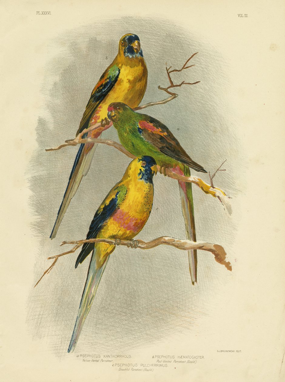Gulventilert parakitt, 1891 av Gracius Broinowski