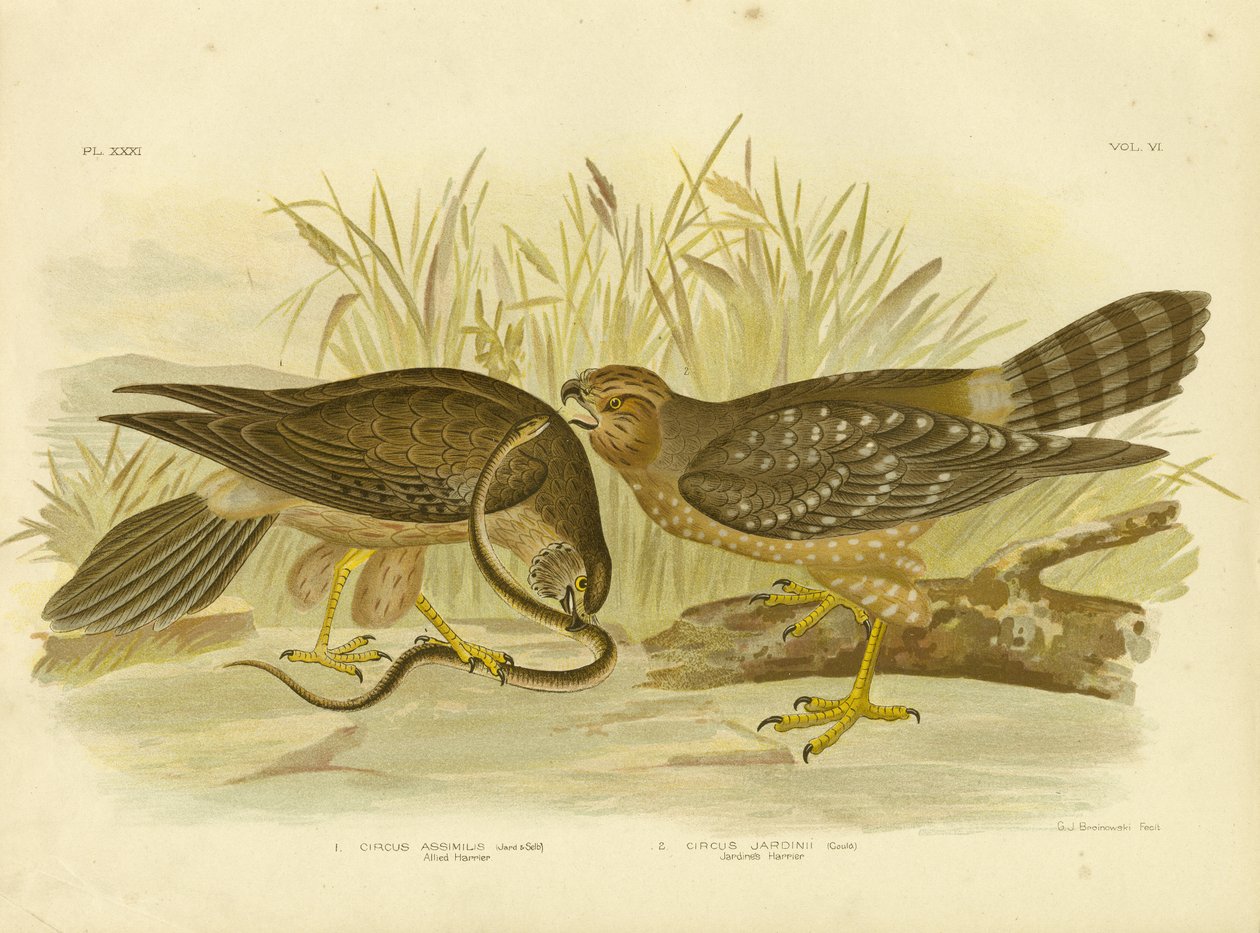 Alliert Harrier eller Spotted Harrier, 1891 av Gracius Broinowski
