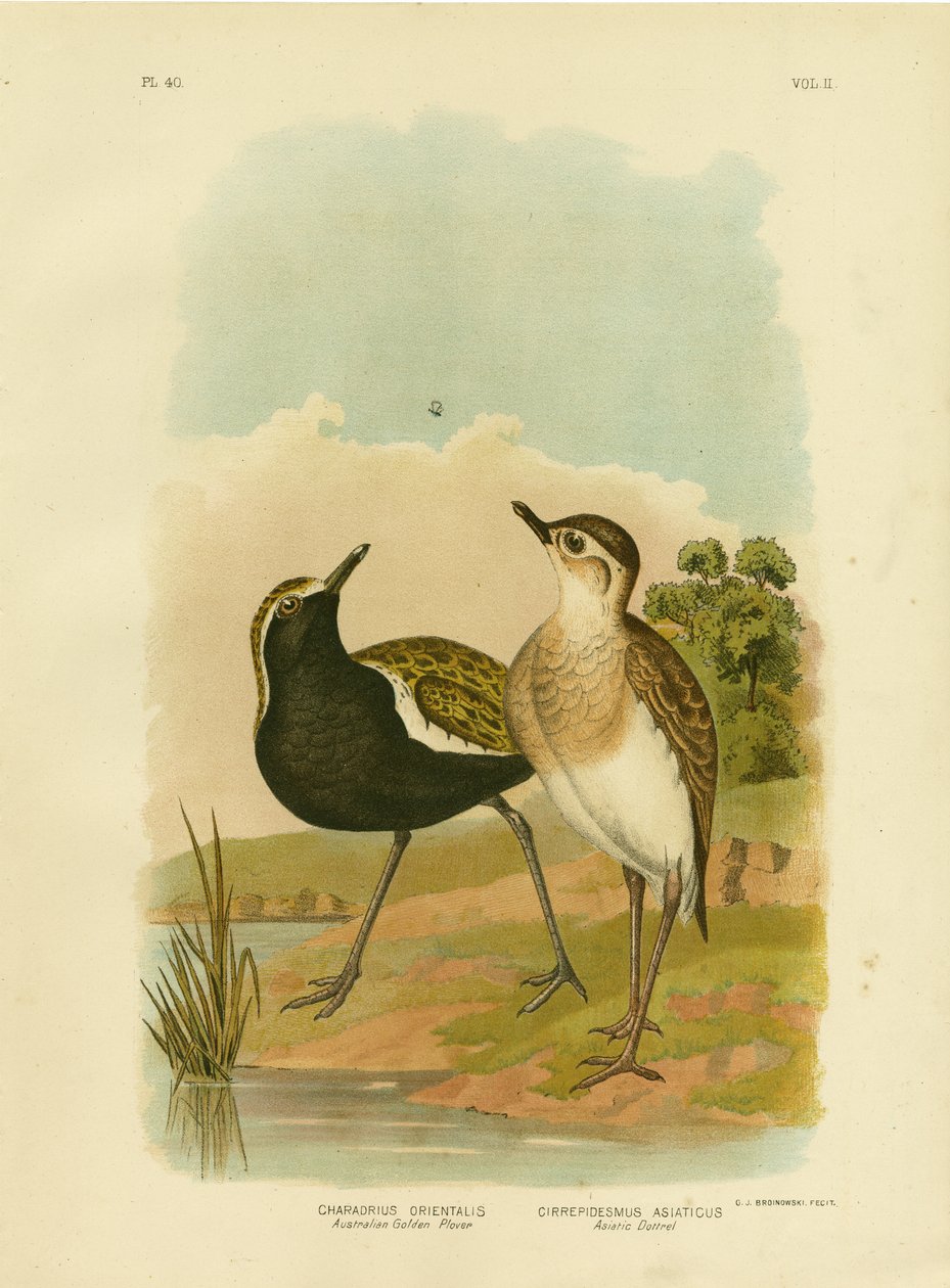 Australian Golden Plover eller Pacific Golden Plover, 1891 av Gracius Broinowski