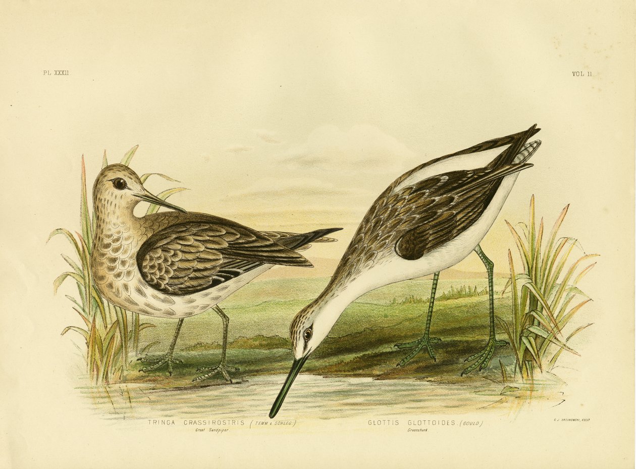 Stor sandpiper, 1891 av Gracius Broinowski