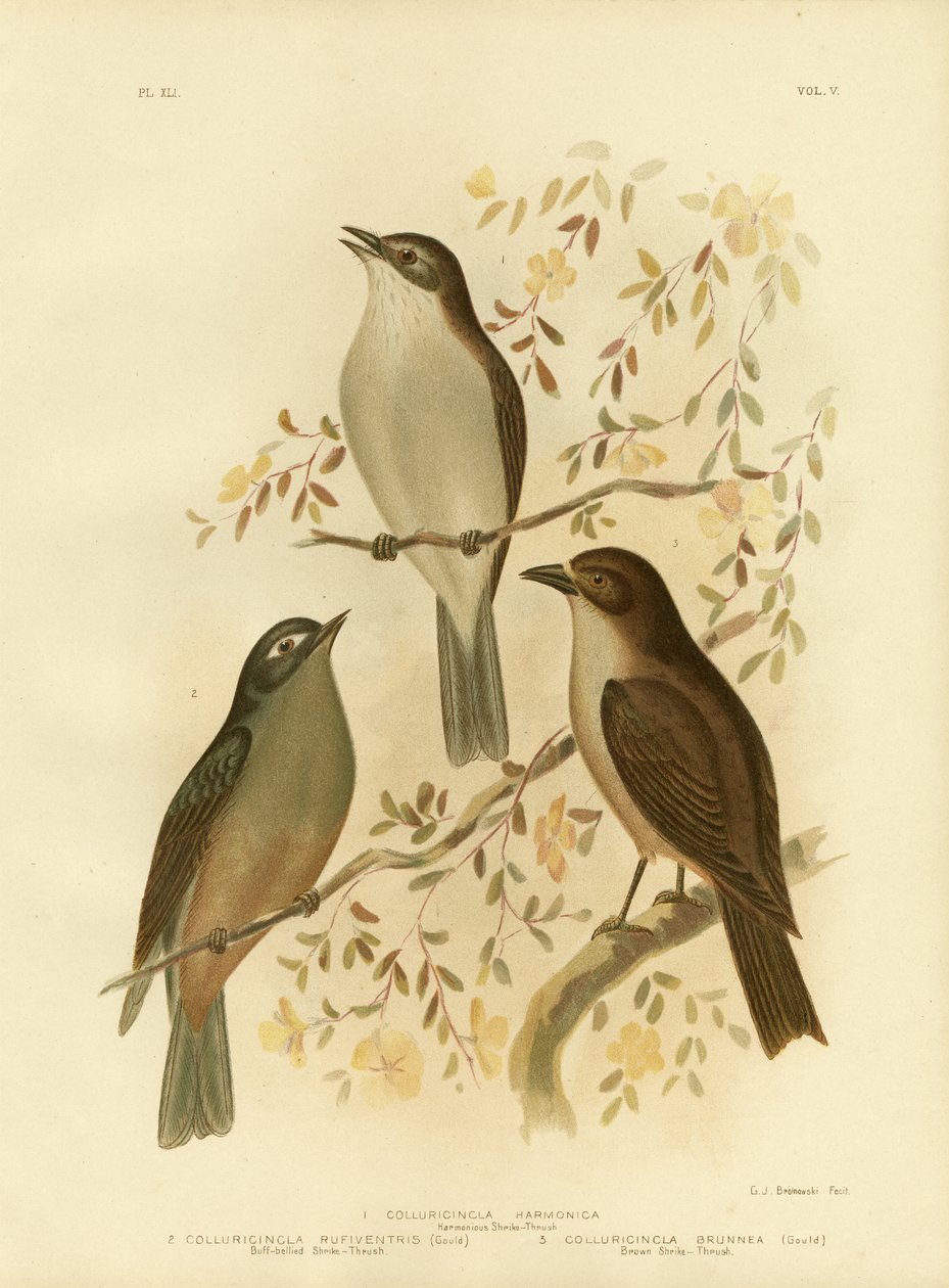 Harmonisk trost eller grå trost, 1891 av Gracius Broinowski
