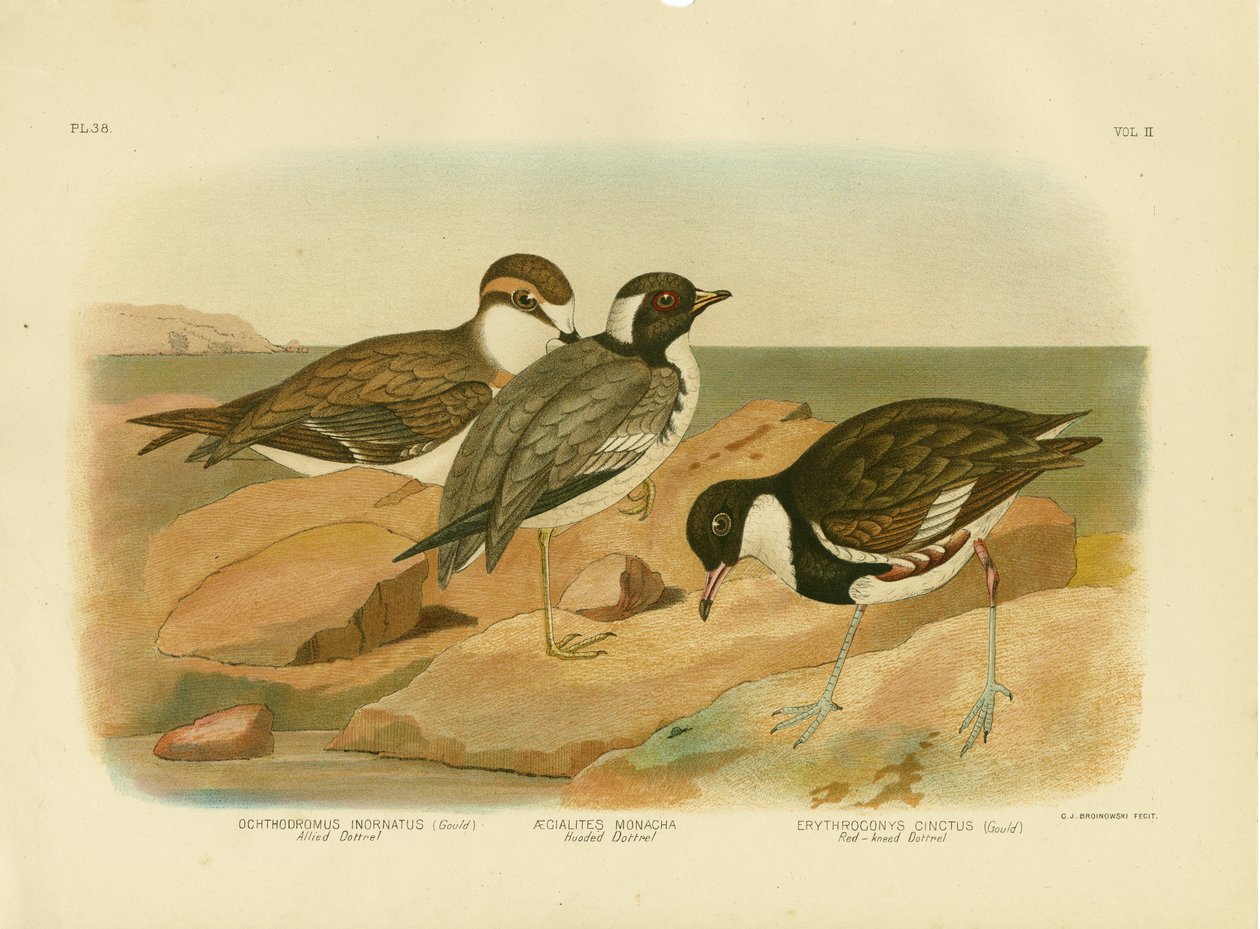 Hettedotterel, 1891 av Gracius Broinowski