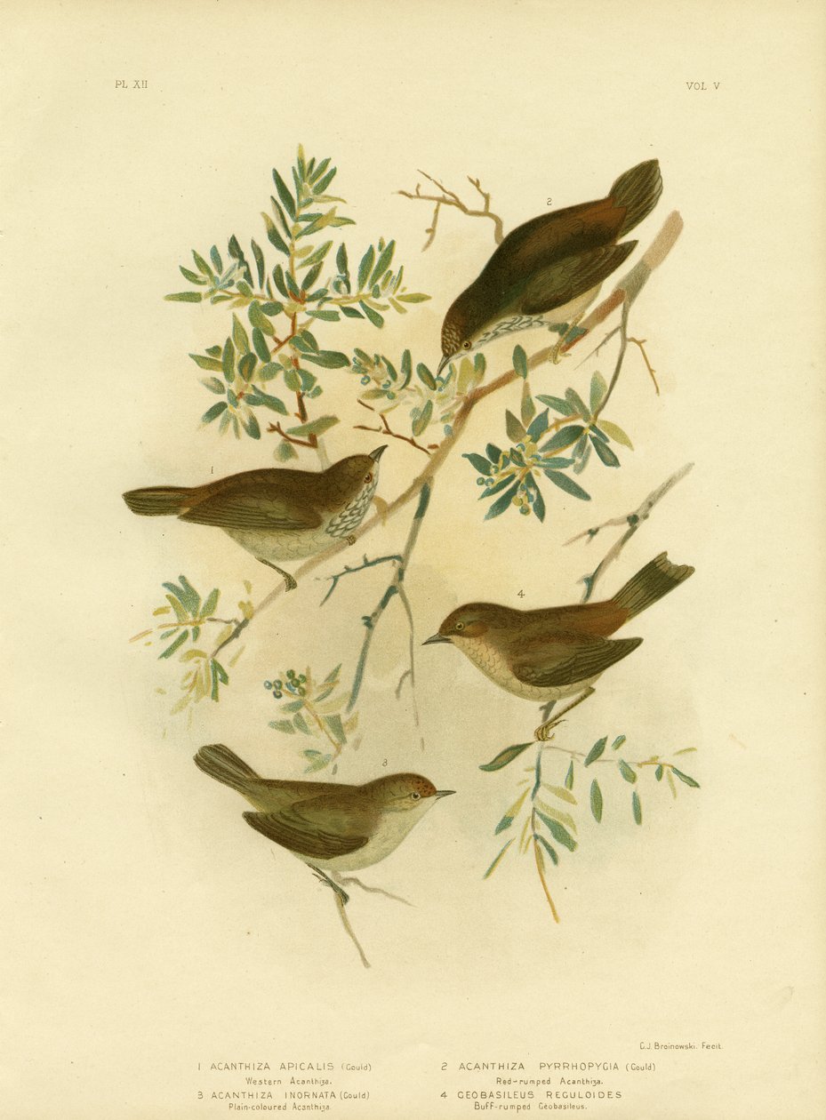 Innlandstornnekke eller bredhaletornnekke, 1891 av Gracius Broinowski