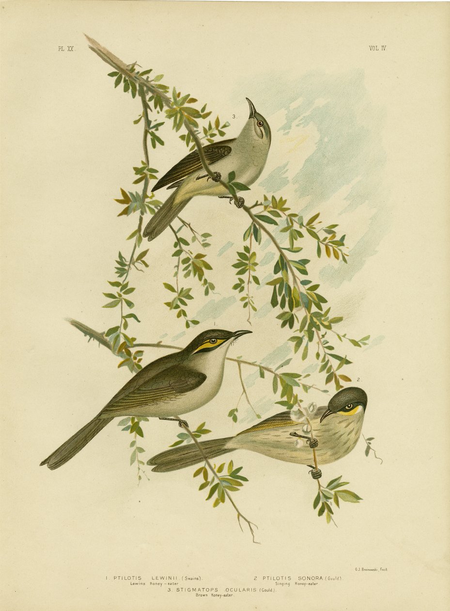 Lewin Honeyeater, 1891 av Gracius Broinowski