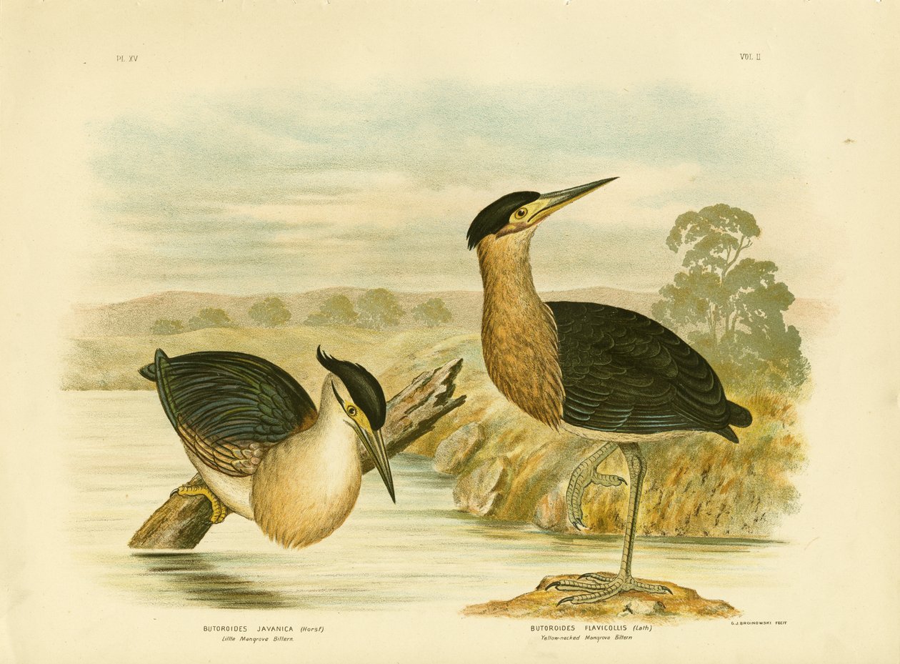 Little Mangrove Heron, 1891 av Gracius Broinowski