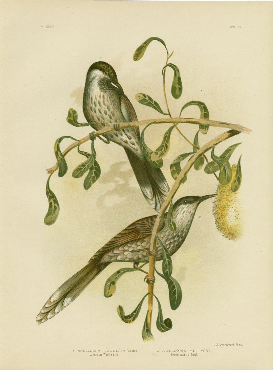 Lumulert Wattlebird Eller Little Wattlebird, 1891 av Gracius Broinowski