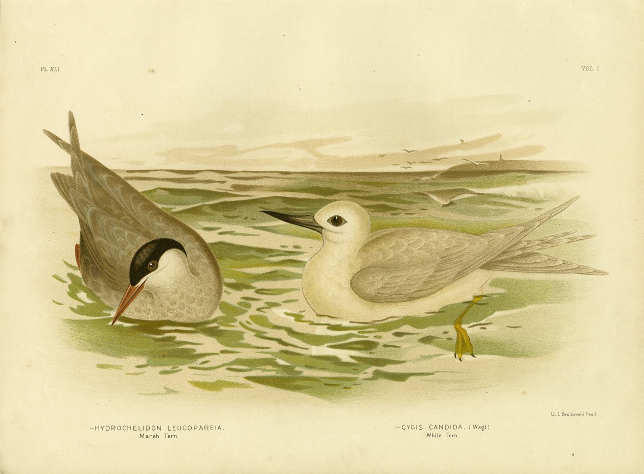 Marsh Tern, 1891 av Gracius Broinowski