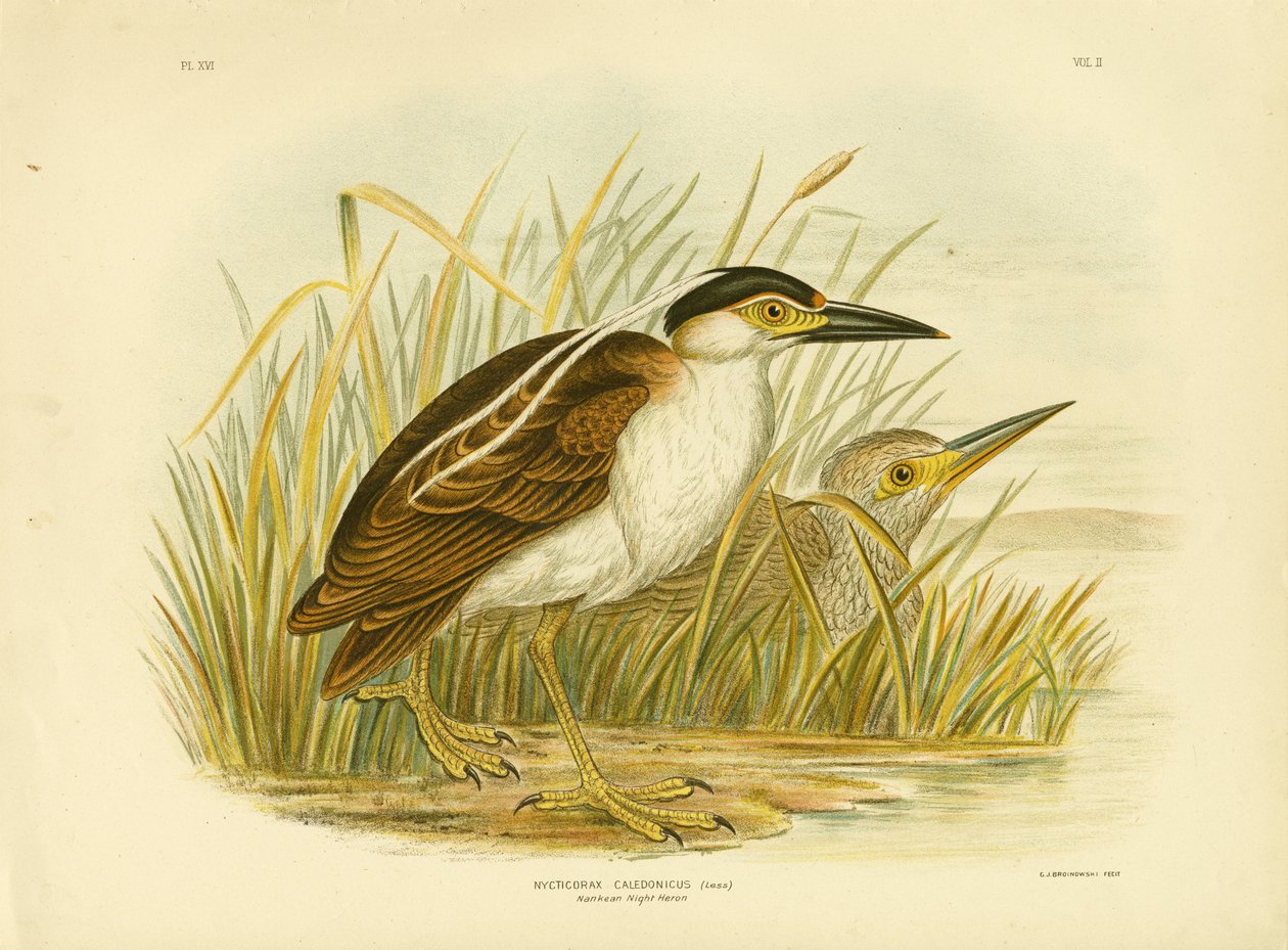 Nankeen Night Heron eller Nankeen Night Heron, 1891 av Gracius Broinowski