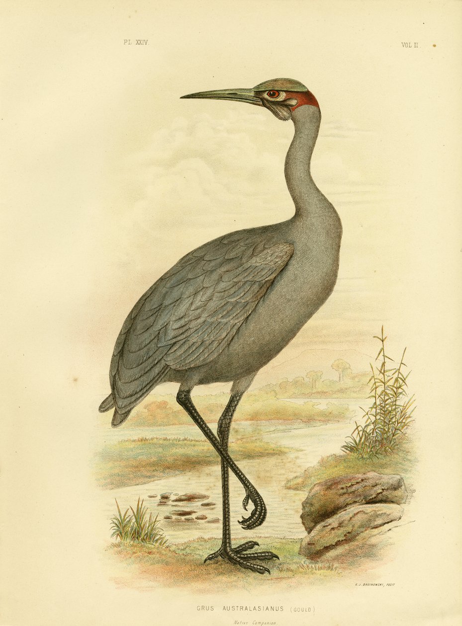 Innfødt følgesvenn eller Brolga, 1891 av Gracius Broinowski