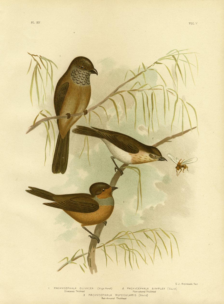 Olivenaktig Thickhead eller Olive Whistler, 1891 av Gracius Broinowski