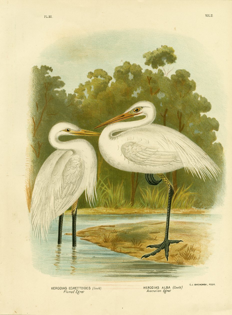 Plumed egret eller intermediate egret, 1891 av Gracius Broinowski