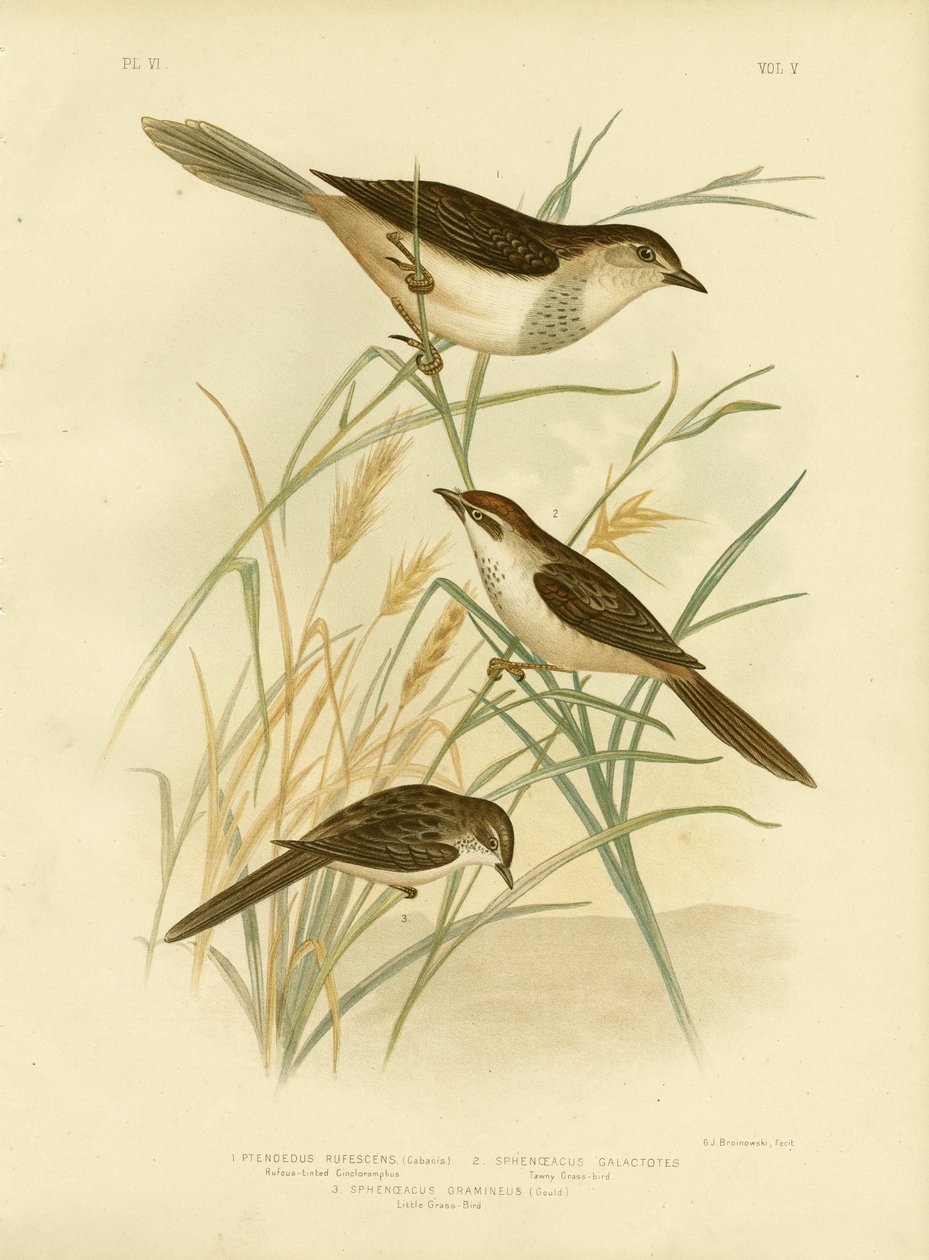 Rufous-tinted Cincloramphus or Rufous Songlark, 1891 av Gracius Broinowski