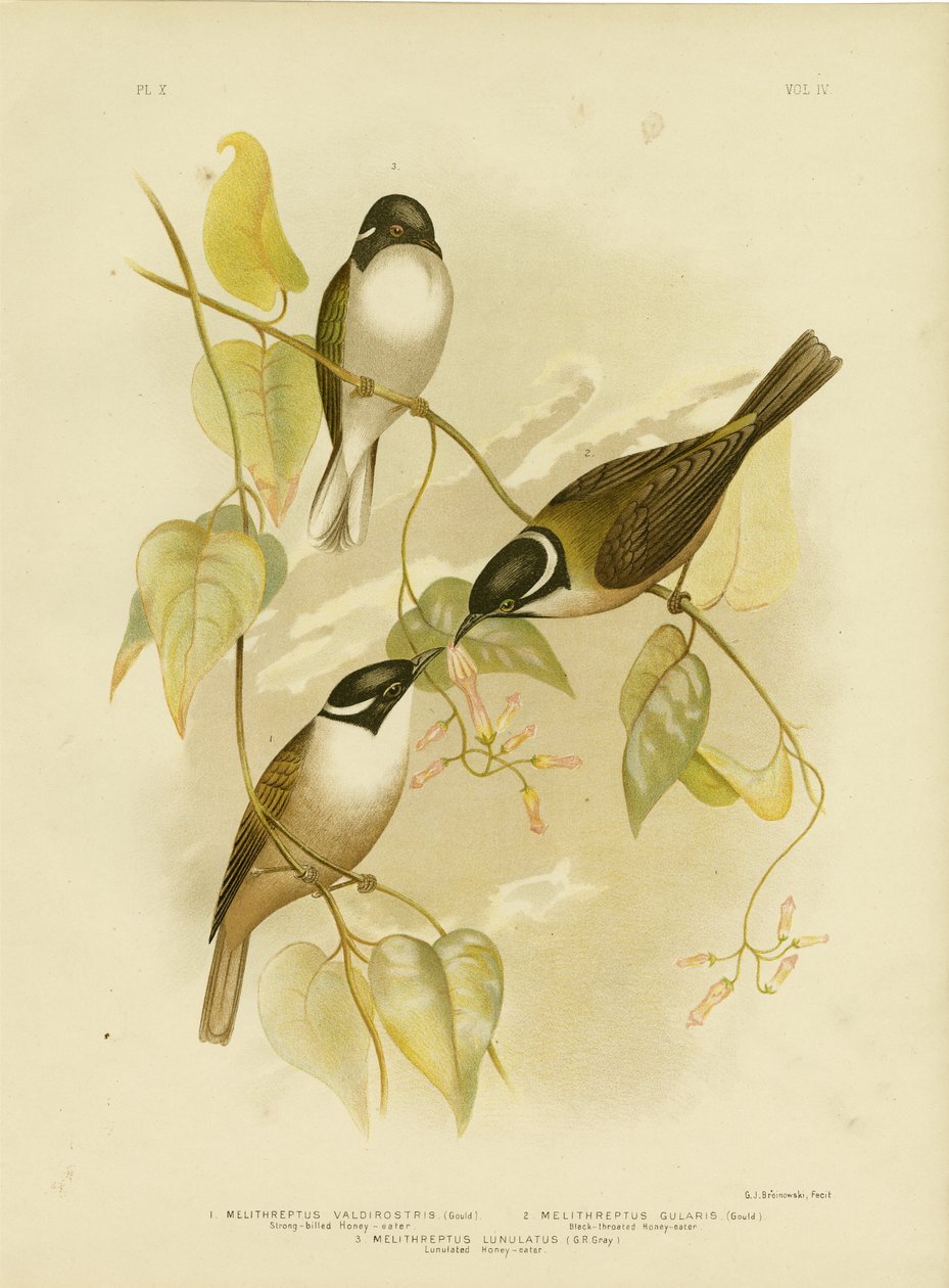 Honningeter med sterk nebb, 1891 av Gracius Broinowski