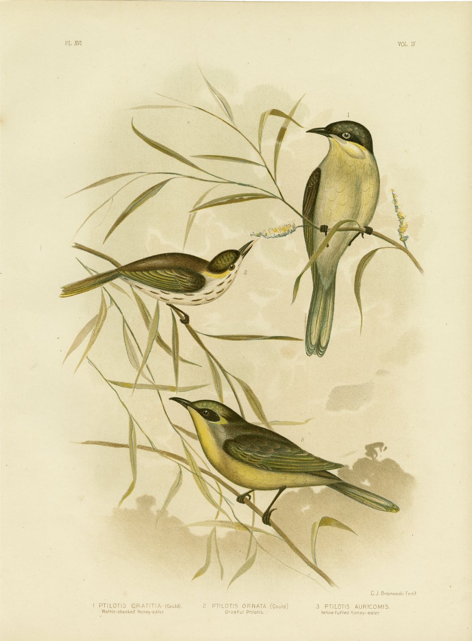 Honeyeater eller lilla-gapet honningeater, 1891 av Gracius Broinowski