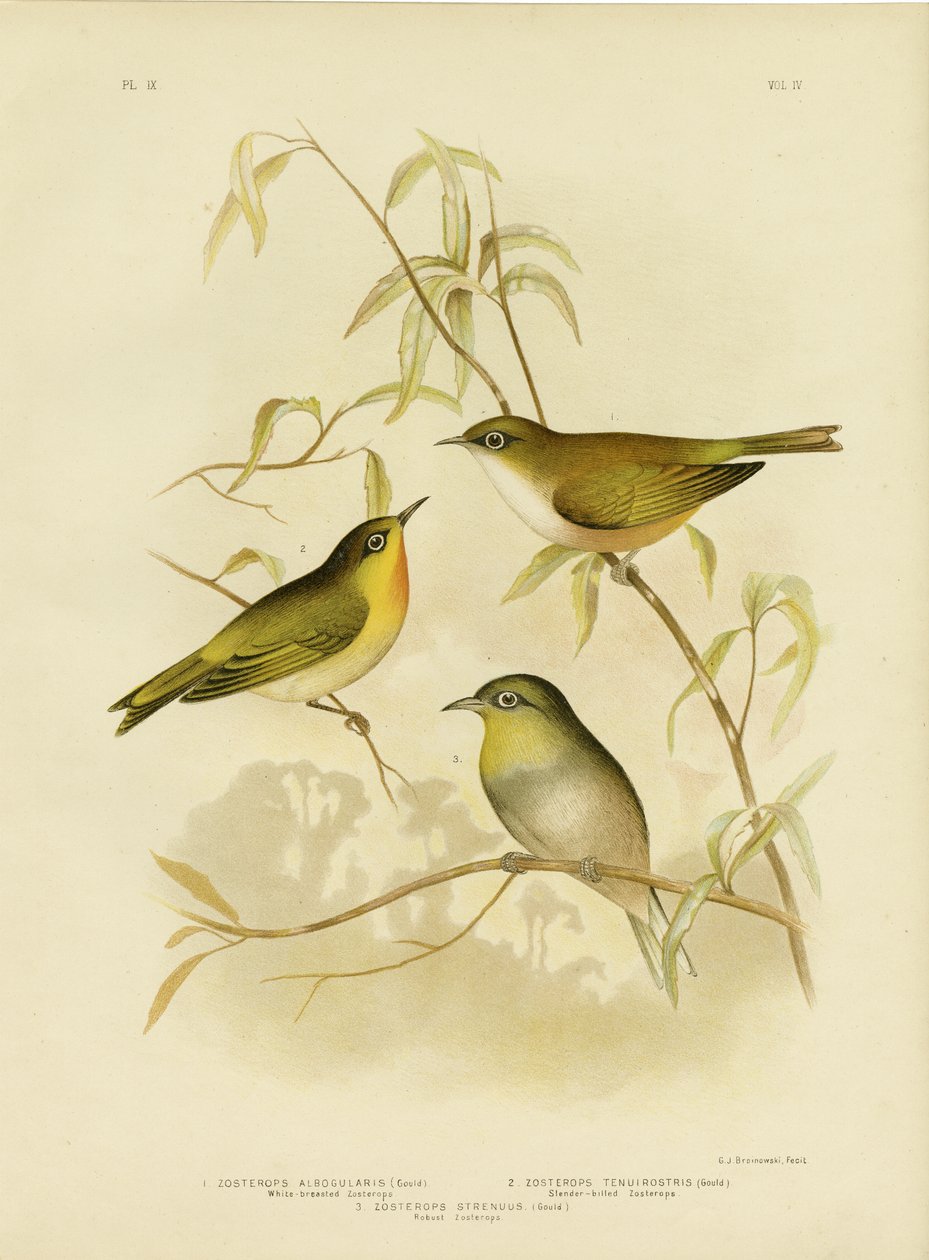 White-breasted Zosterops eller Norfolk White-Eye, 1891 av Gracius Broinowski