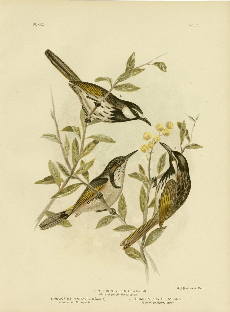 White-Cheeked honningeater, 1891 av Gracius Broinowski