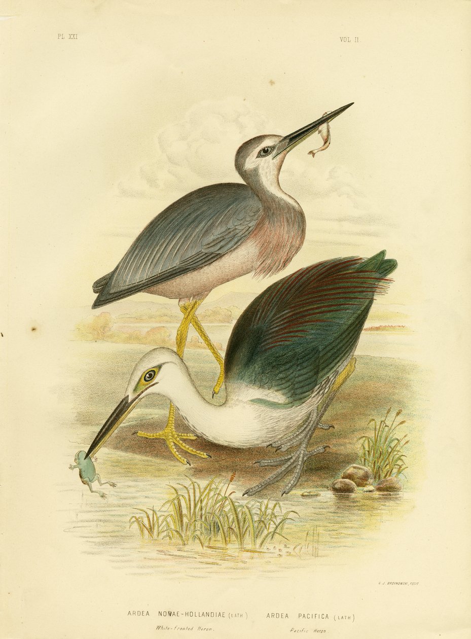 White-faced Heron, 1891 av Gracius Broinowski