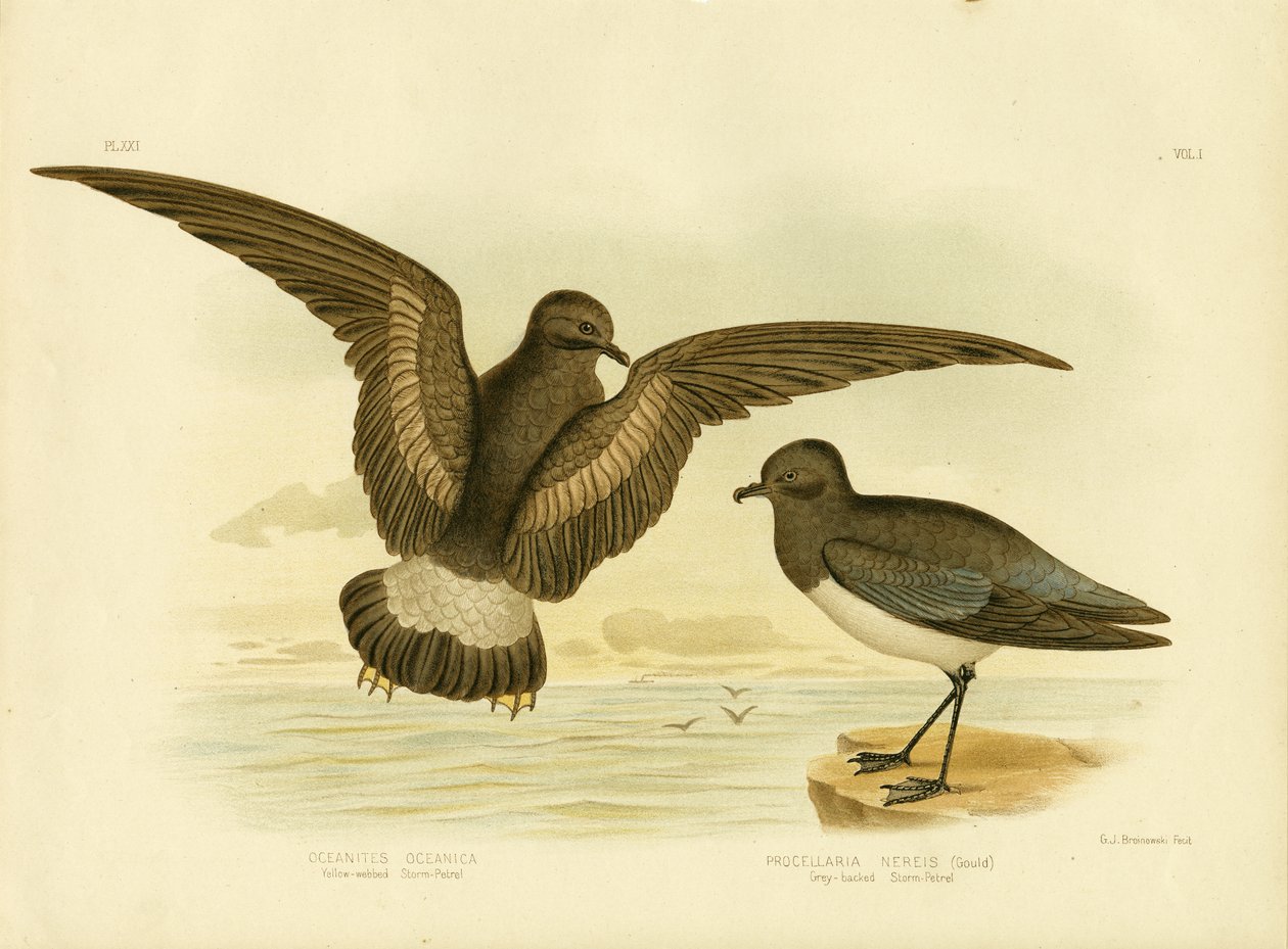 Gulvevet stormsvale, 1891 av Gracius Broinowski