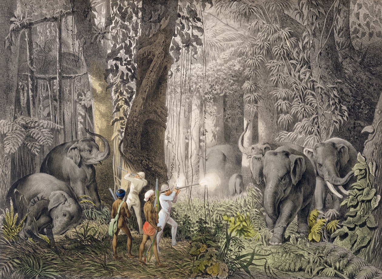 Elefantjakt i regionen Logalla, fra Travels of Prince Emanuel Andrassy i østindiske Ceylon, Java, Kina og Bengal, gravert av Ciceri og Adams, utgitt 1859 av Emanuel Andrasy
