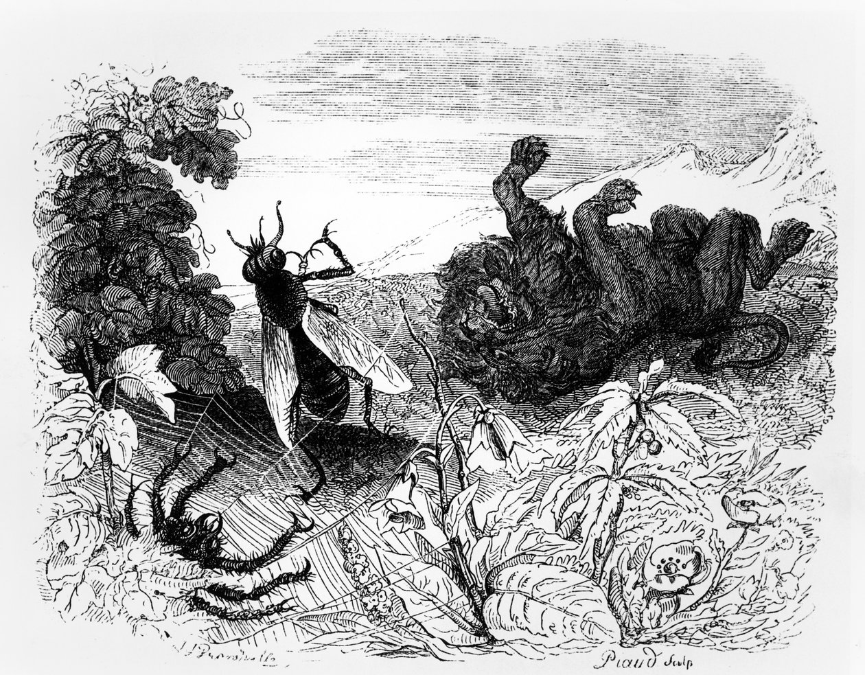 The Lion and the Gnat, illustrasjon for 