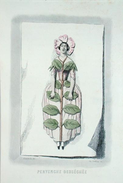 Periwinkle visnet, fra 