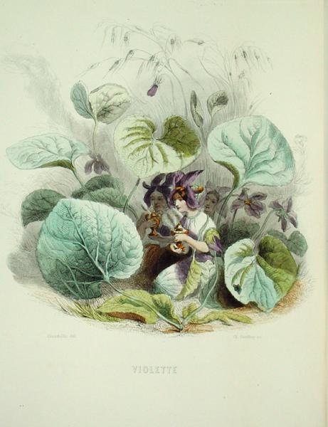 The Violet, fra 