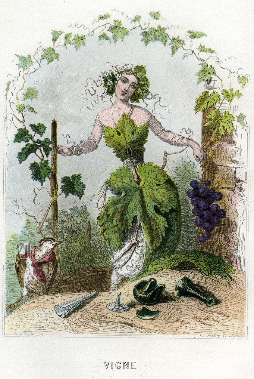 Illustrasjon for «Animerte blomster» av Grandville (1803-47)