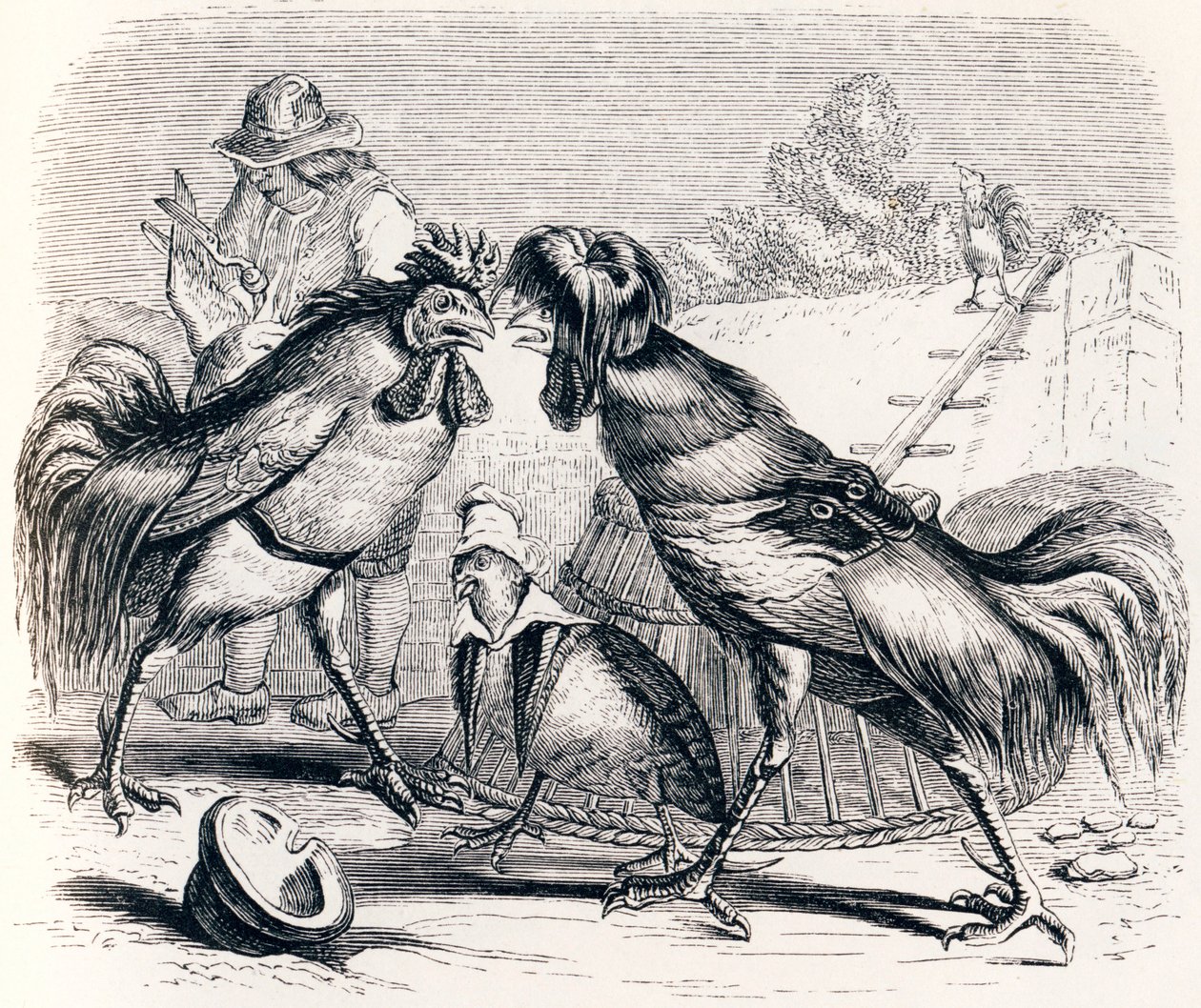Rapphønen og de to stekerne - Fables av La Fontaine av Grandville