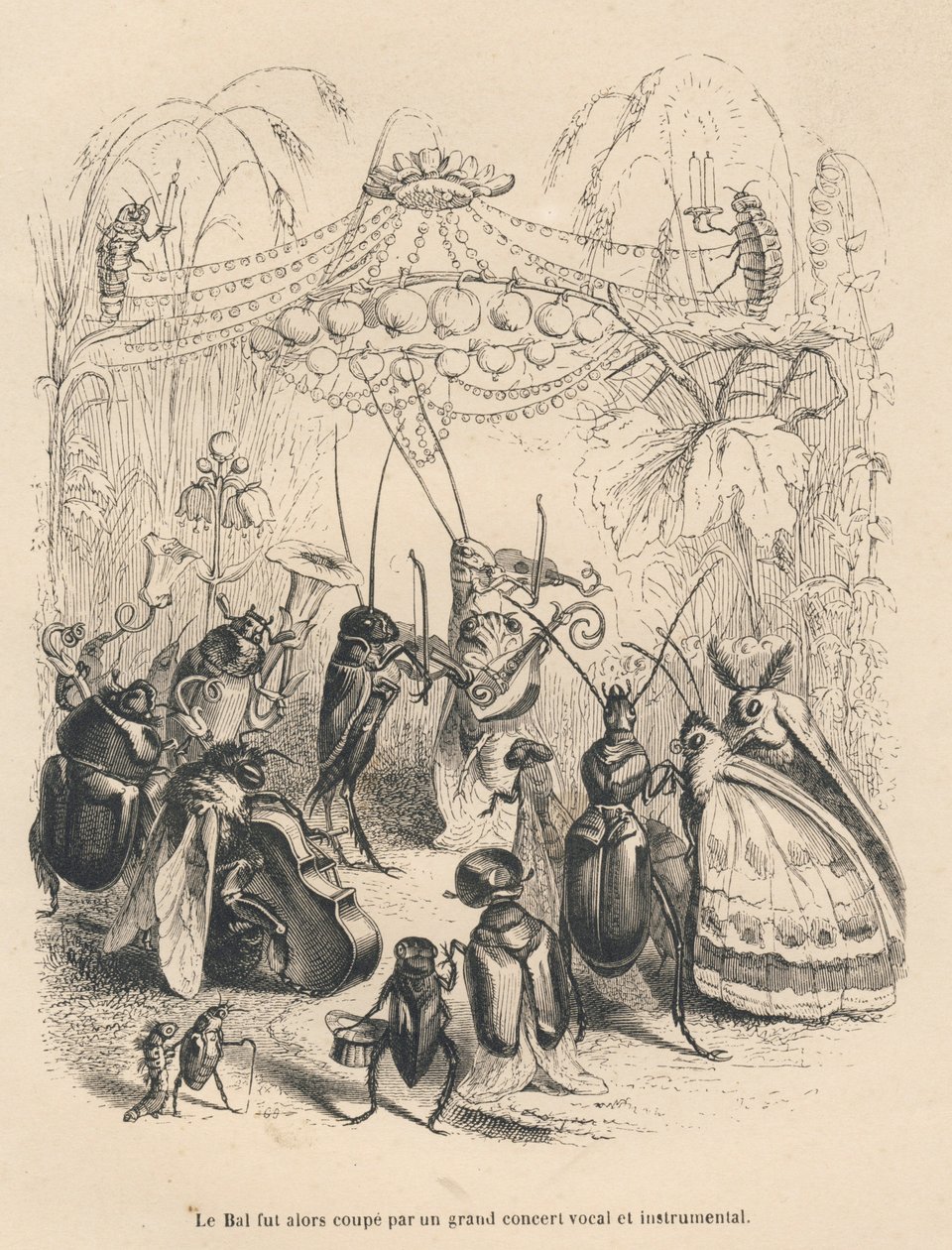 Konsert av insekter på et ball. Miniatyrbilder illustrert av JJ Granville. Gravering signert Godard i delen med tittelen "The adventures of a butterfly" skrevet av PJ Stahl i "Scener fra dyrenes private og offentlige liv". Paris, J. Hetzel og Paulin av Grandville